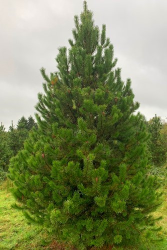 Noble Fir