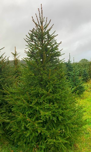 Norway Spruce