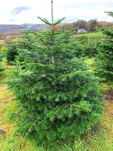 Nordman Fir